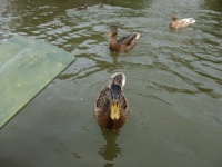 24_Kanutour_23_06_2011.jpg
