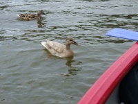 38_Kanutour_23_06_2011.jpg