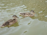 39_Kanutour_23_06_2011.jpg